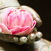 Buddha statue holding a lotus blossom with a few coins underneath.